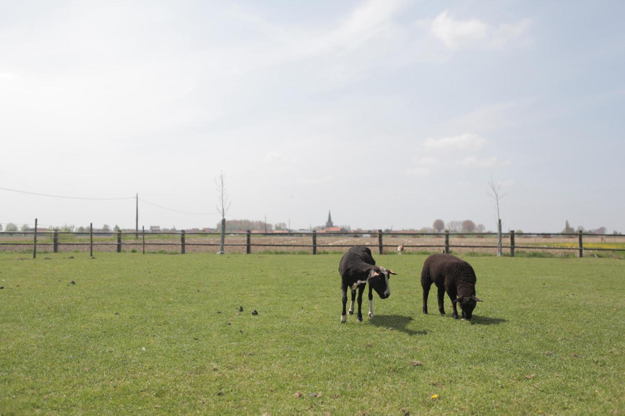Gasthof Schraevenacker Vleteren Zewnętrze zdjęcie